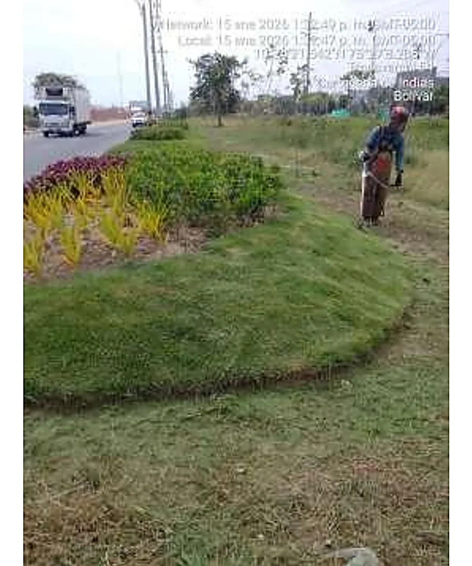 Mantenimiento de grama y jardineras en un separador vial de Cartagena